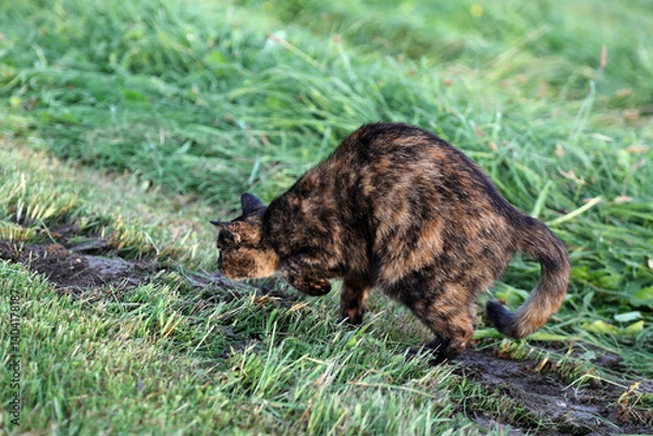 Fototapeta Eine Schildpatt Katze im Feld auf der Jagd nach vor einem Mauseloch