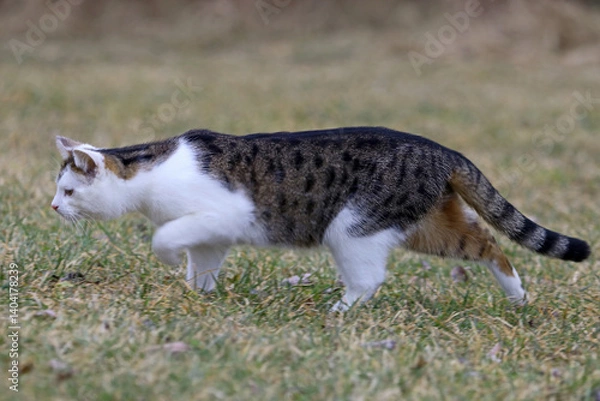 Fototapeta Eine junge weiß-braune Katze läuft auf der Jagd durch das Gras