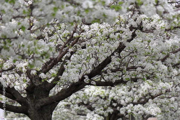 Obraz 梨の花が満開です