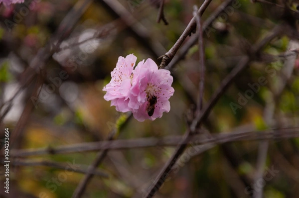 Fototapeta Spring blossom of pink sakura cherry tree with bee on it in the garden