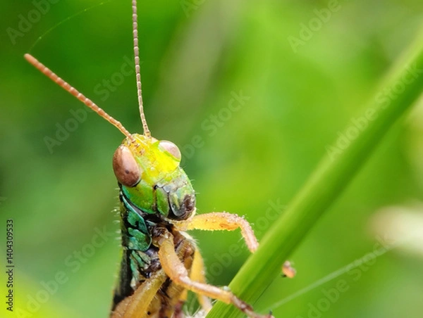 Fototapeta Miramella Grasshopper close up. Miramella Grasshopper living in nature. Miramella Grasshopper on blur background 

