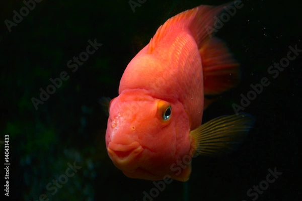 Obraz Золотая рыбка смотрит на фотографа через стекло аквариума. Смотрит и улыбается.