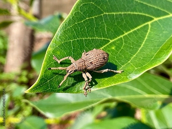 Fototapeta This is a close-up shot of a broad-nosed weevil, likely from the Entiminae subfamily, resting on a vibrant green leaf. The brown, textured insect with its characteristic snout is sharply in focus agai