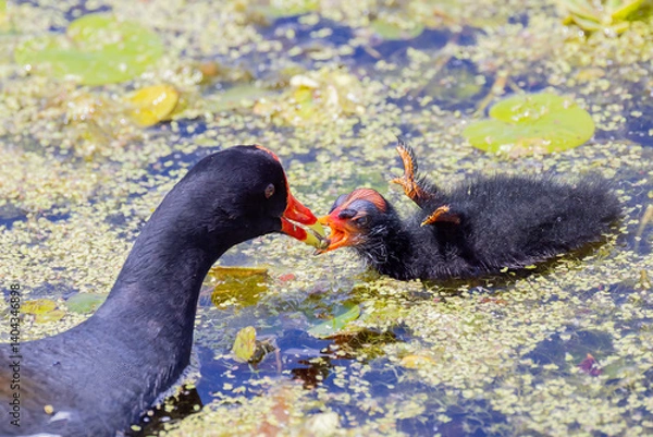 Obraz "Common Moorhen & Chick"