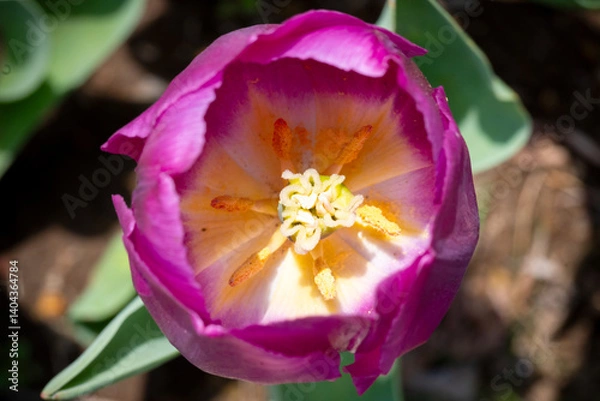 Obraz チューリップ