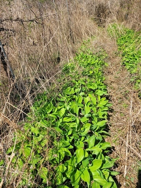 Fototapeta Wild garlic, Myeong-i vegetable, Korean wild greens, Sansai, Chwinamul, Dureup, Godeureup, Umbellularia shoots, Ueong, Chamnamul, Dallae, Gomchwi, Ssuk, Gotgam, Gosari, Doraji, Deodeok