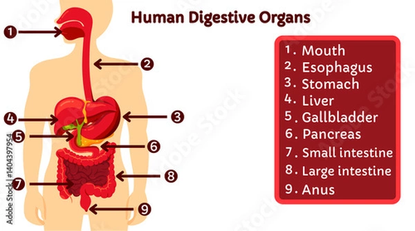 Obraz Explanation of human digestive organs isolated on white background. Structure of human digestive organs  from mouth to anus. Suitable infographic for learning anatomy, medical education, and science. 