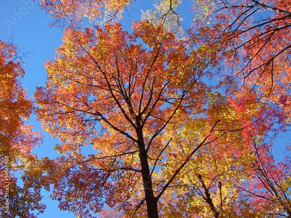 Obraz wierzchołki drzew liściastych