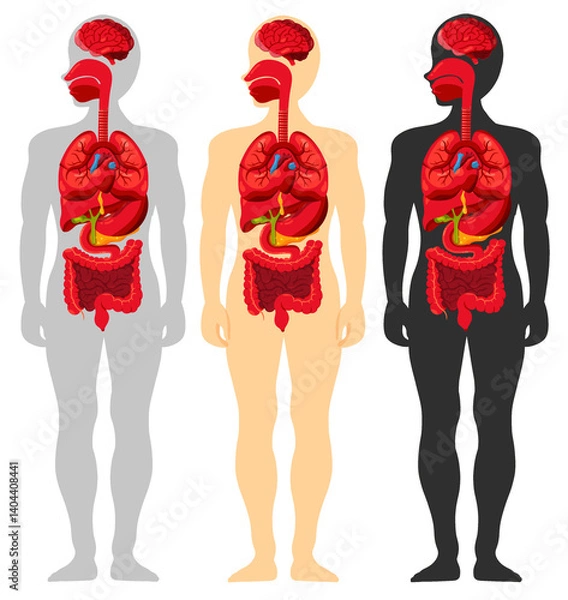 Obraz Set of human internal organs isolated on white background. Human full body organs from head to toe in 3 different colors. Grey, cream, dark color. Elements for medical anatomy, education, or science. 