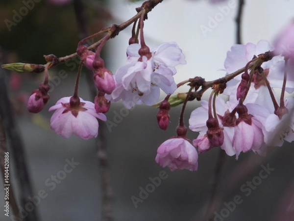 Fototapeta 春の訪れ
