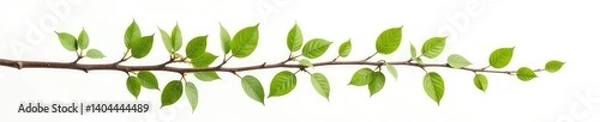 Fototapeta Branch with leaves and twigs isolated on white background, leaves, background, twig