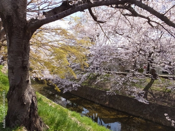 Fototapeta 桜満開の季節（奈良県）
