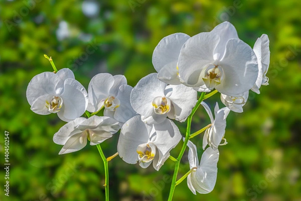 Obraz White orchid in the sunlight.