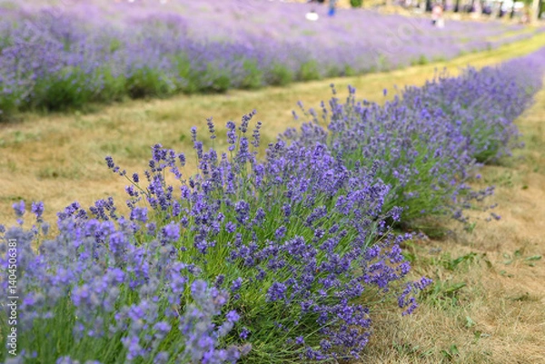 Fototapeta lavender field