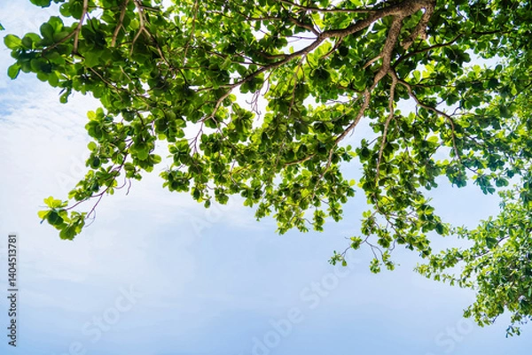 Fototapeta Green tree leaves with branches and a bright blue sky in the background on a sunny day