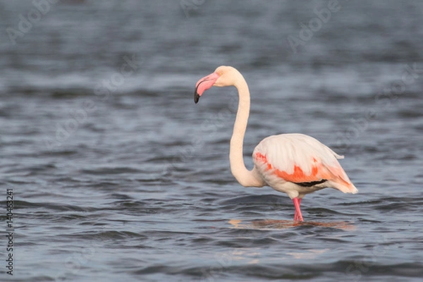 Fototapeta Flamingos