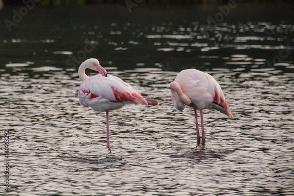 Obraz Flamingos