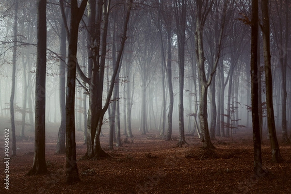 Obraz Spooky light in misty forest