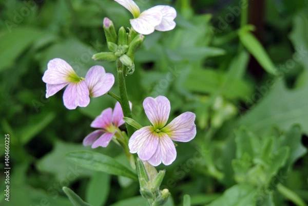 Obraz Virginia stock pink flowers in close-up, green leaves in the background