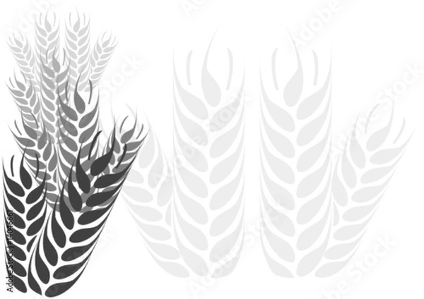 Obraz Hintergrund - Ähren