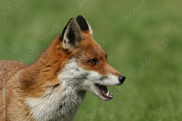Fototapeta A head shot of a female Red Fox, Vulpes vulpes, hunting in a field.