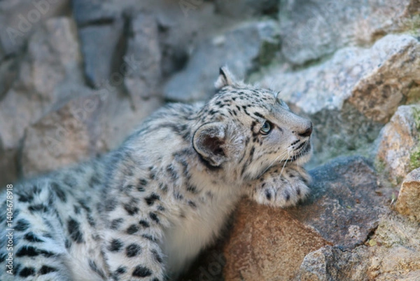 Fototapeta snow leopard portrait