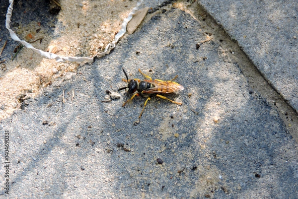 Obraz A European beewolf on a grey paving stone