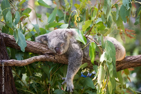 Obraz Koala podczas snu