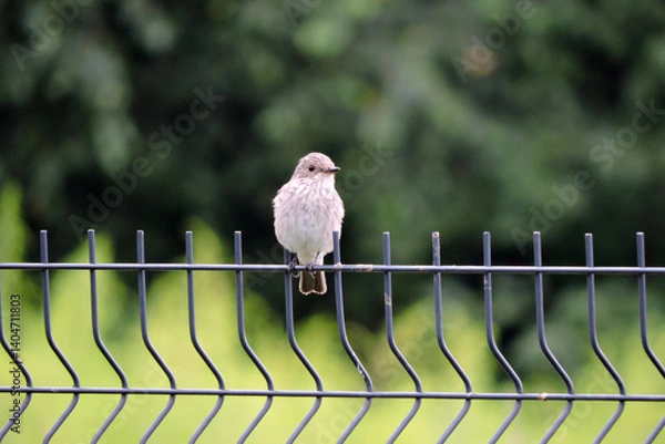 Fototapeta A spotted flycatcher sitting on a fence made of welded wire mesh panels, green leaves in the background