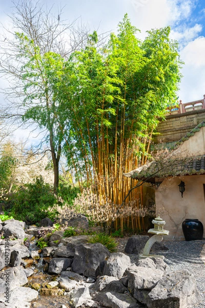 Obraz Magnificent view of tall bamboo bushes along the waterfront in a Chinese garden