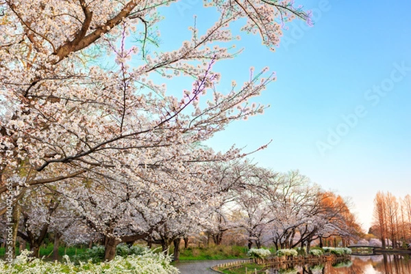 Obraz 池のある公園に咲く満開の桜