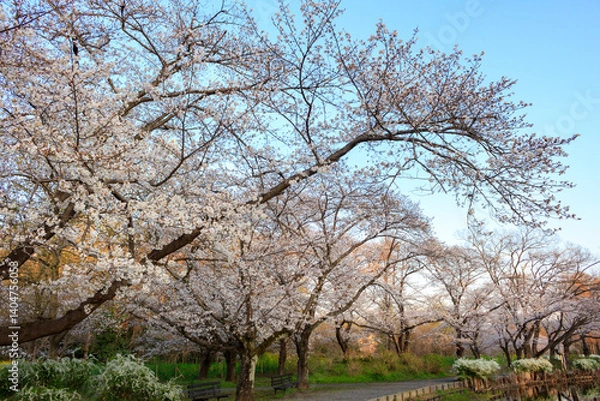 Obraz 公園の桜