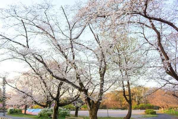 Obraz 公園の桜
