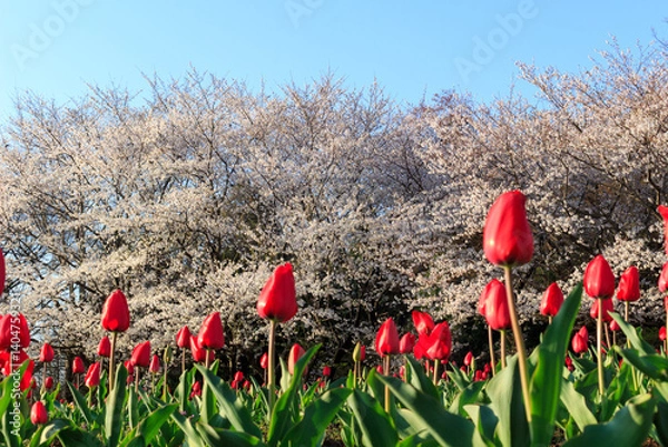 Obraz さくらをバックにしたチューリップ