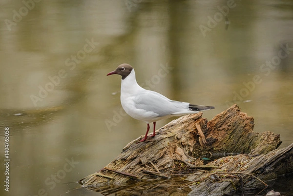 Obraz Larus Ridibundus