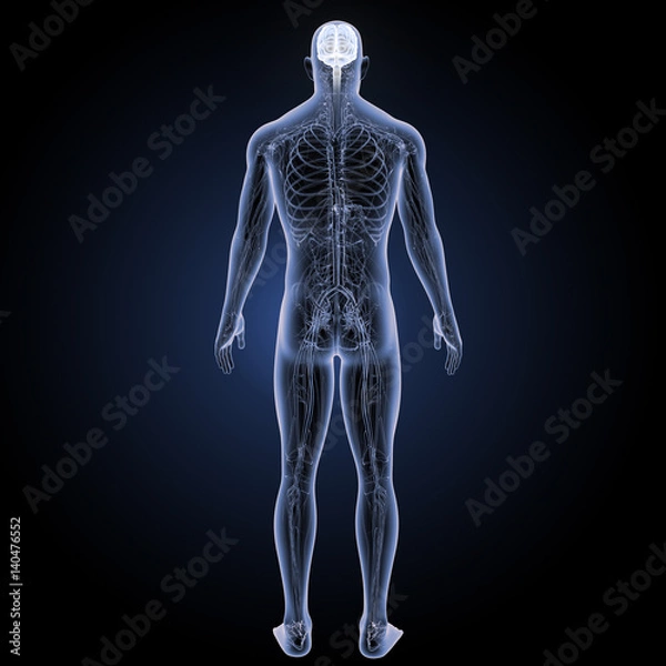 Obraz Brain with circulatory system posterior view