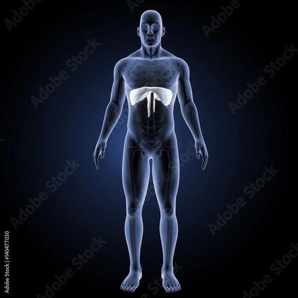 Fototapeta Diaphragm white anterior view