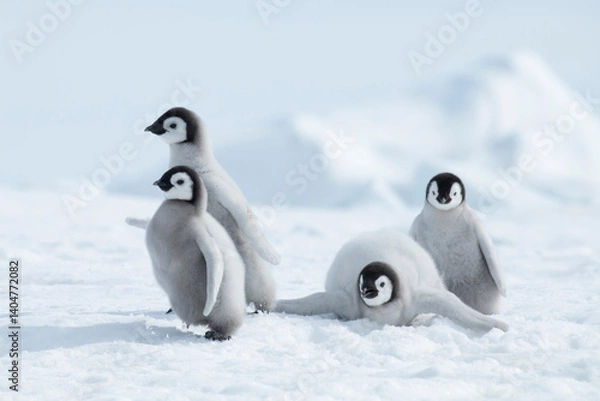 Obraz  Emperor Penguin chicks, grouped together looking in different directions. Snow Hill Emperor Penguin Colony, Antarctica