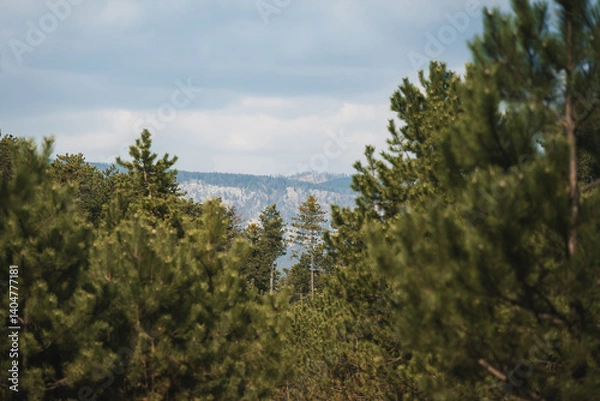 Obraz Pine forest with mountain wall