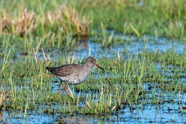 Fototapeta Rotschenkel