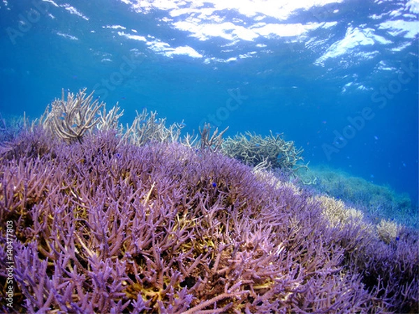 Obraz 沖縄県宮古島の水中風景