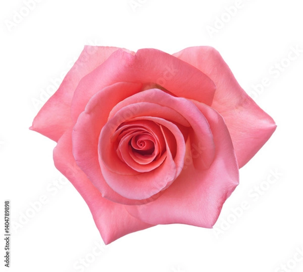 Fototapeta  Rose of  pink color isolated on white background. Selective focus.