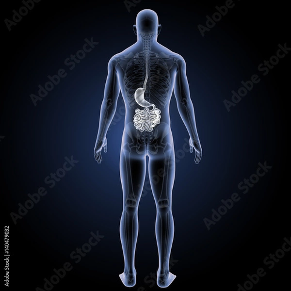 Fototapeta Stomach with small intestine posterior view