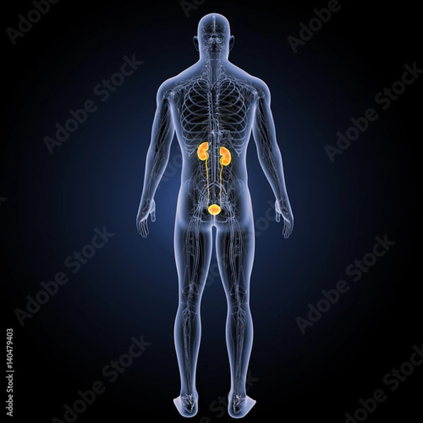 Fototapeta Urinary system with circulatory system posterior view