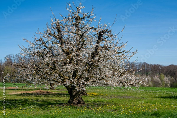 Obraz Frühling