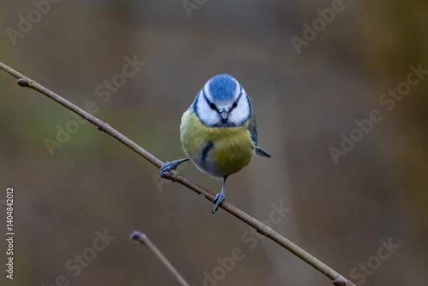 Obraz 
blue tit