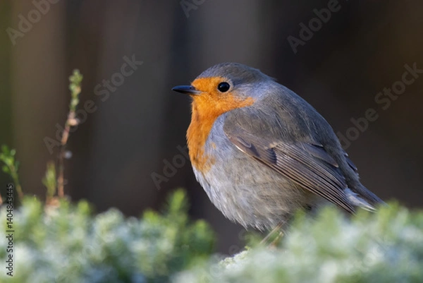 Obraz robin red breast