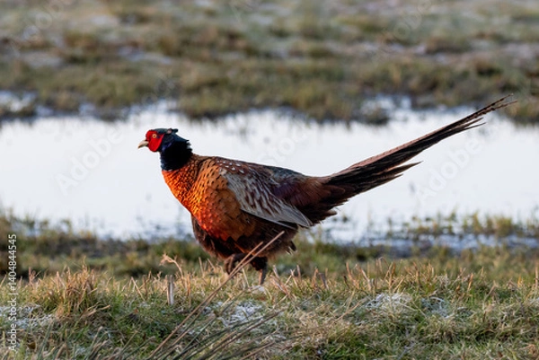 Obraz pheasant in the grass