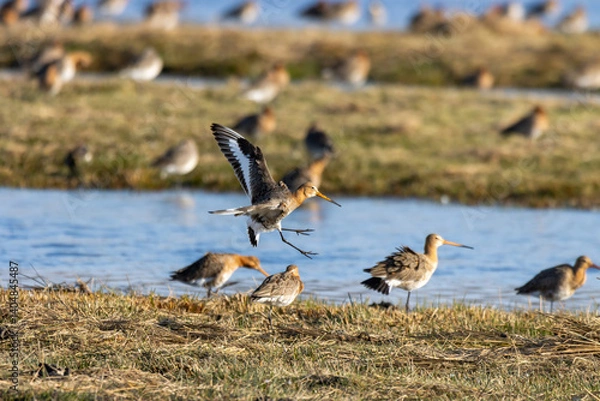 Obraz black tailed gotwit