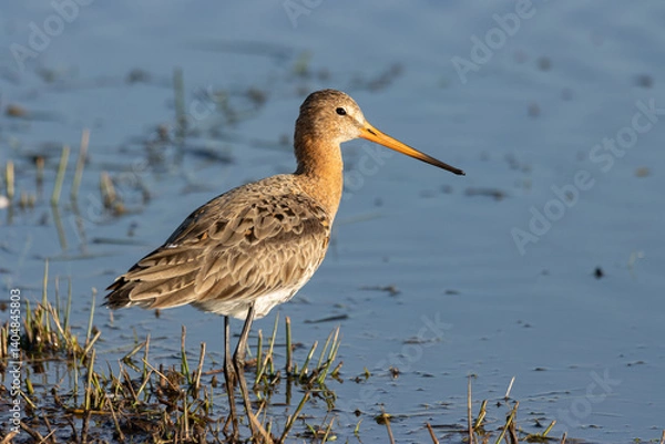 Obraz black tailed gotwit